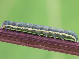 Ver-gris du trèfle (Anarta trifolii)_4