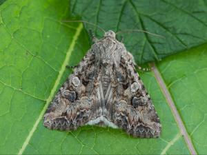 Ver-gris du trèfle (Anarta trifolii)_9