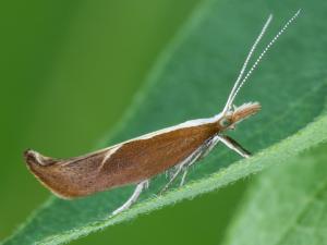 Enrouleuse du chèvrefeuille (Ypsolopha dentella)_6