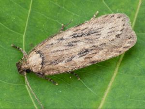 Tisseuse du panais (Depressaria pastinacella)_4