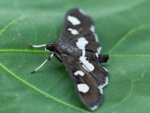Plieuse de la vigne (Desmia funeralis)_5