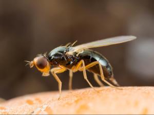 Mouche de la carotte (Psila rosae)_4