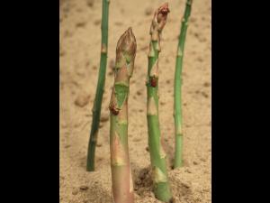 Criocère à douze points (Crioceris duodecimpunctata)_4