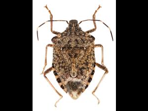 Punaise marbrée (Halyomorpha halys)_6