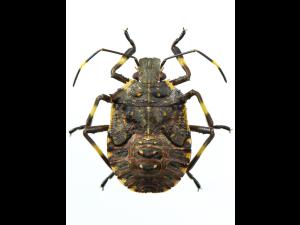 Punaise marbrée (Halyomorpha halys)_7