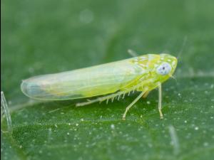 Cicadelle de la pomme de terre (Empoasca fabae)_3
