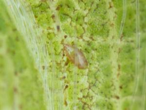 Tarsonème du fraisier (Phytonemus pallidus)_7