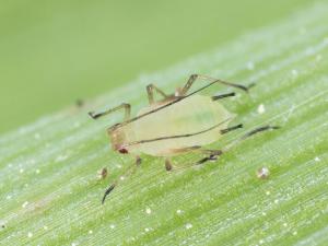 Puceron des céréales (Sitobion avenae)_5