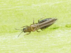 Thrips de l'oignon (Thrips tabaci)_2