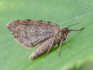 Arpenteuse noire (Speranza argillacearia)_5