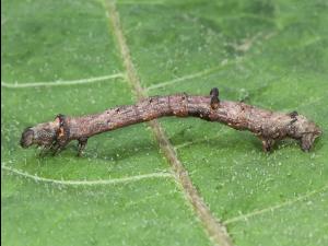 Arpenteuse bituberculée (Eutrapela clemataria)_7