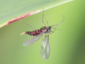 Mouche de Hesse (Mayetiola destructor)_10