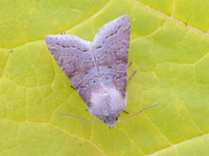 Orthosie gris-vert (Orthosia revicta)_8