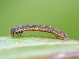 Arpenteuse brune (Speranza brunneata)_2