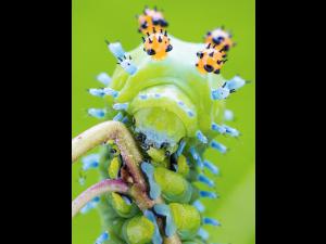 Saturnie cécropia (Hyalophora cecropia)_5