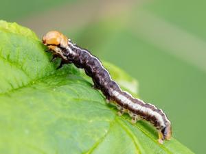 Perce-tige tacheté (Papaipema nebris)_7