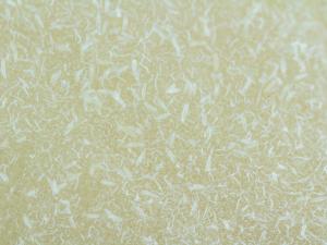 Phytopte de la tulipe (Aceria tulipae)_2