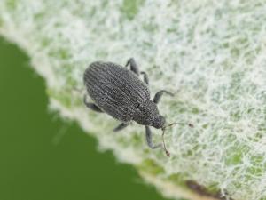 Orcheste du pommier (Orchestes pallicornis)_3