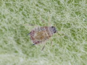 Puceron rose du pommier (Dysaphis plantaginea)_2