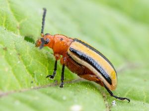 Chrysomèele trirayée de la pomme de terre (Lema daturaphila)_4