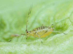 Puceron de la laitue (Nasonovia ribisnigri)