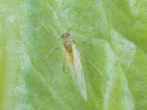 Puceron de la laitue (Nasonovia ribisnigri)
