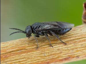 Tenthrède-limace rosacée (Caliroa cerasi) _6