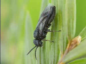 Tenthrède-limace rosacée (Caliroa cerasi) _8
