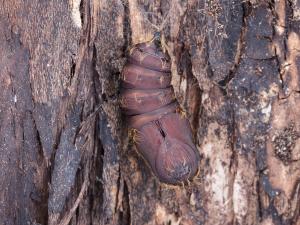 Spongieuse (Lymantria dispar)_13