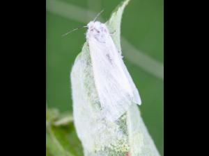 Chenille à tente estivale (Hyphantria cunea)_10