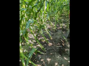 Maïs grain et fourrager - Chrysomèle des racines du maïs de l'ouest (Diabrotica virgifera virgifera)_2