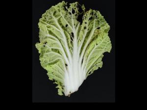 Chou chinois - Mouche des semis (Delia platura)_1