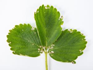 Framboise - Chrysomèle du fraisier (Paria fragariae)_3