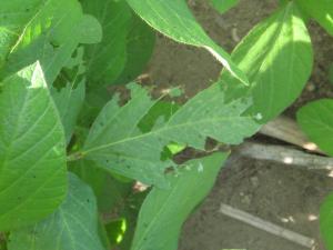 Soya - Méloé cendré (Epicauta murina)_2