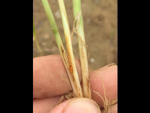 Blé - Oscinie des céréales (Oscinella pusilla)_1