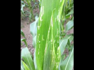 Maïs sucré - Chrysomèle des racines du maïs de l'ouest (Diabrotica virgifera virgifera)_3