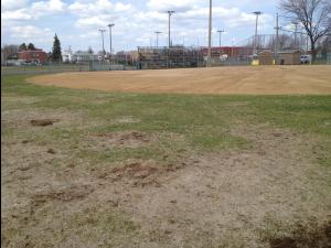 Gazons - Hanneton européen (Amphimallon majale)_2