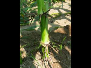 Maïs grain et fourrager - Drainage insuffisant (asphyxie racinaire)