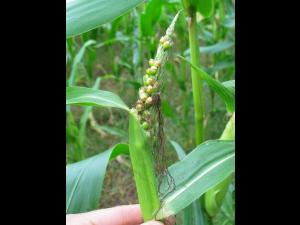 Maïs grain et fourrager - Croix-épi