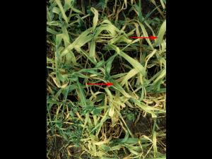 Orge - Carence en manganèse