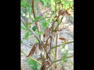 Bleuet en corymbe - Excès de fertilisation