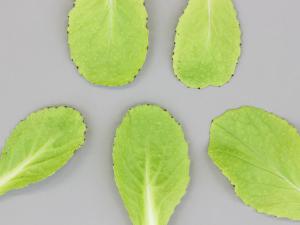 Chou chinois - Guttation_1