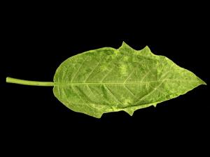 Brugmansias - Potyvirus (groupe)
