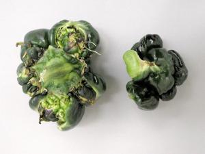 Poivron - Température basse de l'air (froid)