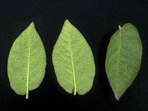 Pomme de terre - Intumescence (oedème)