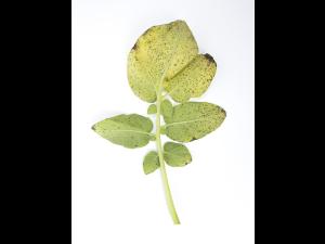 Pomme de terre - Polluant gazeux