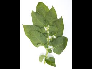 Pomme de terre - Polluant gazeux