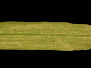 Freesias - Potyvirus (groupe)