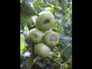 Tomate - Carence en calcium
