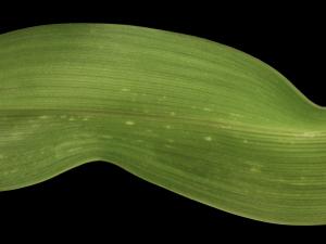 Hémérocalles - Virus des taches en anneaux du tabac (TRSV)